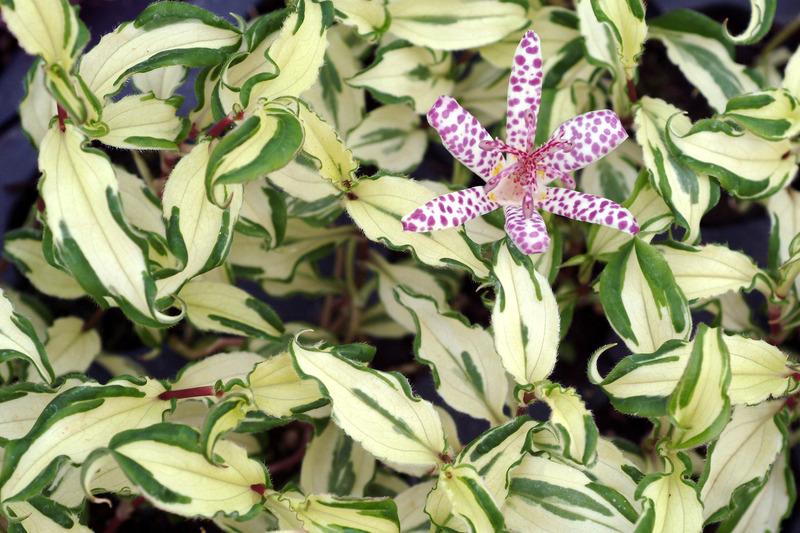 Photo of Toad Lily (Tricyrtis 'Imperial Banner') uploaded by NJBob