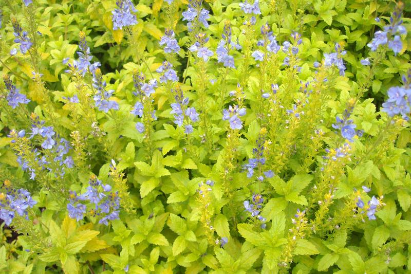 Photo of Prostrate Speedwell (Veronica prostrata 'Aztec Gold') uploaded by NJBob