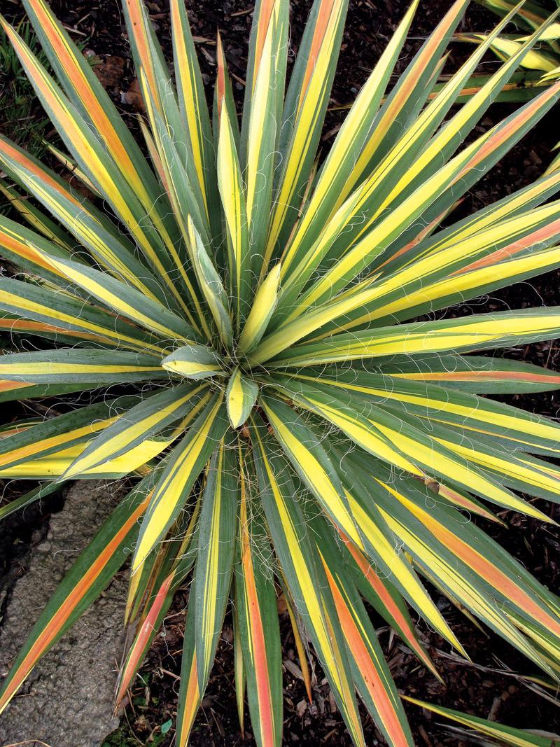 Photo of Adam's Needle (Yucca filamentosa 'Color Guard') uploaded by NJBob