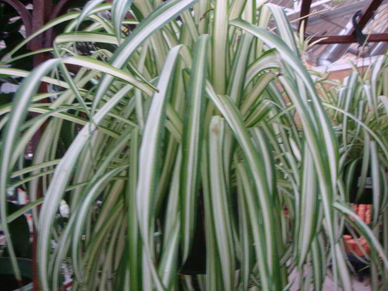 Photo of Variegated Spider Plant (Chlorophytum comosum 'Vittatum') uploaded by Paul2032