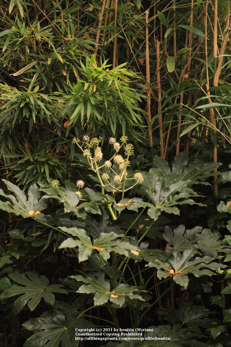 Photo of Japanese Aralia (Fatsia japonica) uploaded by bonitin