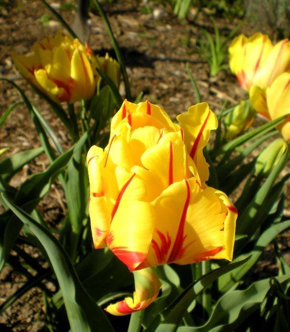 Photo of Double Early Tulip (Tulipa 'Monsella') uploaded by ge1836
