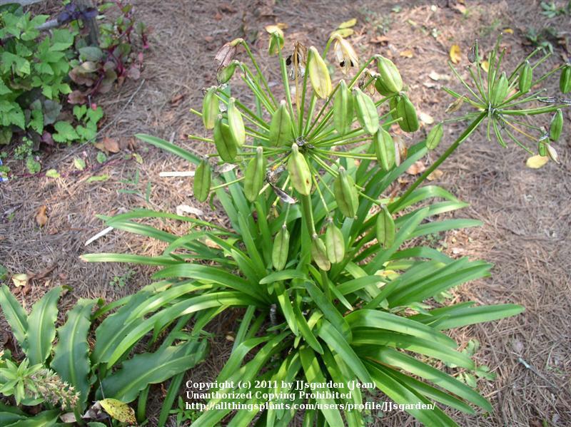 Photo of Lily of the Nile (Agapanthus africanus) uploaded by JJsgarden
