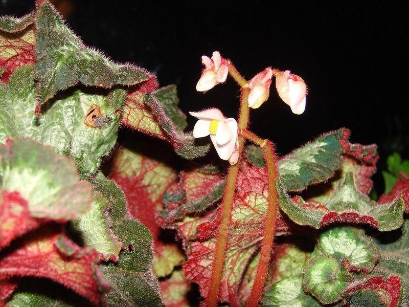 Photo of King Begonia (Begonia 'Escargot') uploaded by Joy