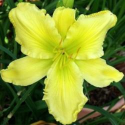 Location: Fort Worth Tx
Date: 2011-06-02
Daylily (Hemerocallis \"Planet Claire\")