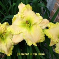 Location: Fort Worth Tx
Date: 2010-06-08
Daylily (Hemerocallis \"Moment in the Sun\")