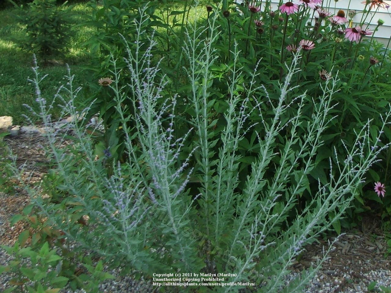 Photo of Russian Sage (Salvia 'Little Spire') uploaded by Marilyn