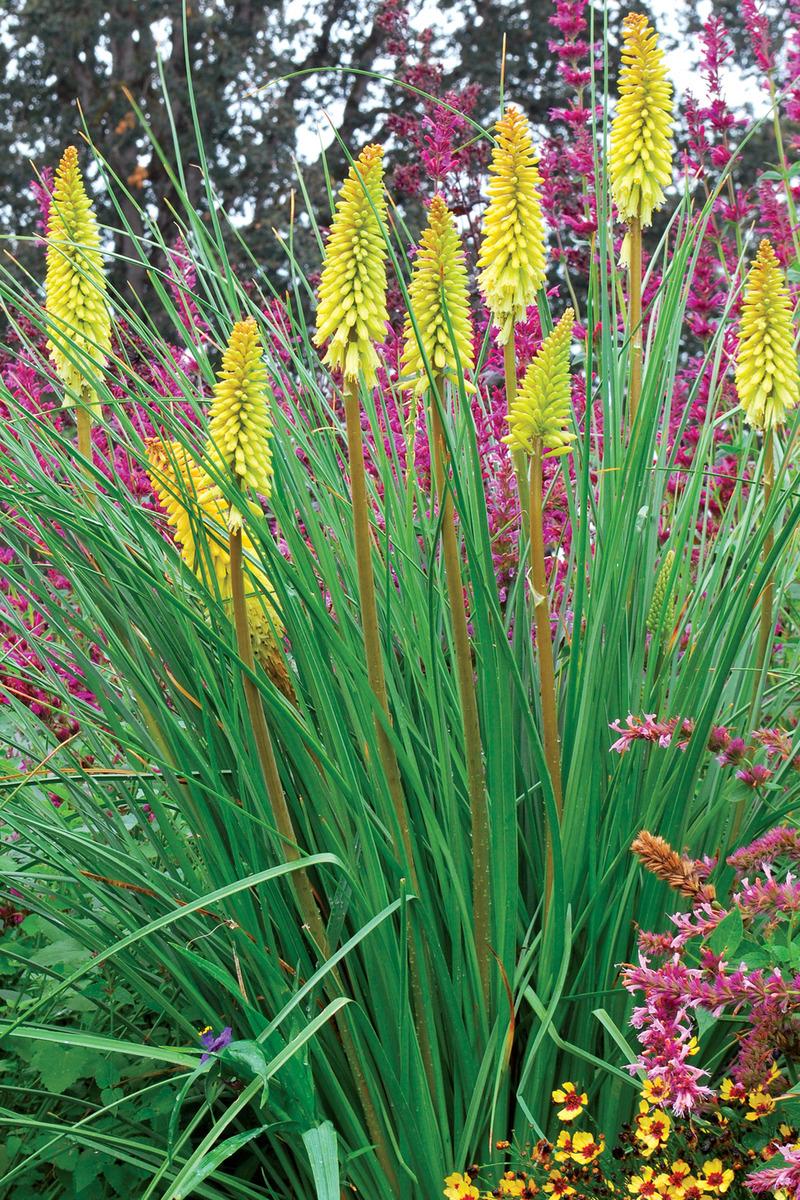 Photo of Torch Lily (Kniphofia 'Pineapple Popsicle') uploaded by NJBob