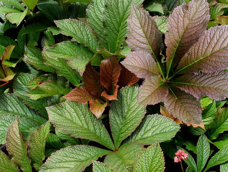 Photo of Rodgersia 'Bronze Peacock' uploaded by NJBob