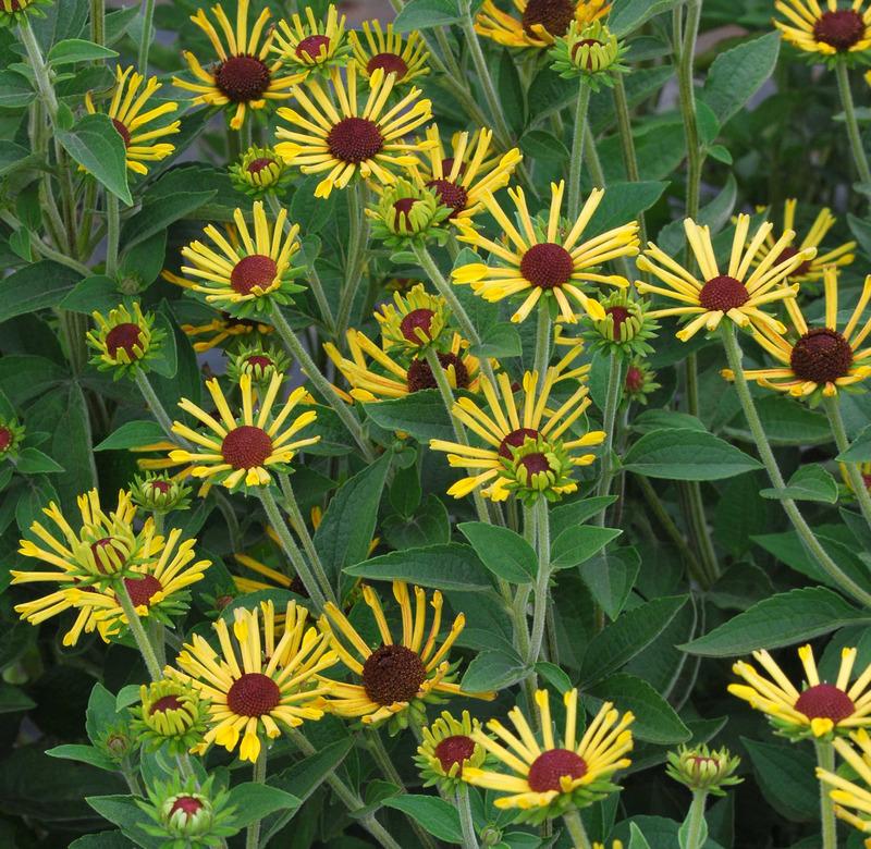Photo of Quilled Dwarf Rudbeckia (Rudbeckia 'Little Henry') uploaded by NJBob