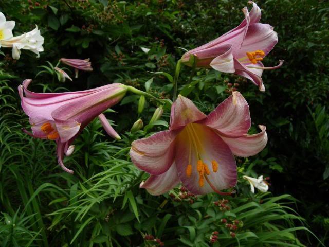 Photo of Lily (Lilium Pink Perfection) uploaded by Newyorkrita