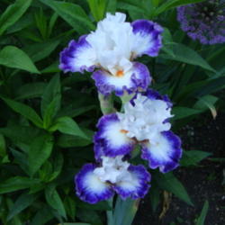 Location: Pleasant Grove, Utah
Date: 2011-06-07
Border Bearded Iris 'Niche'.....popular!
