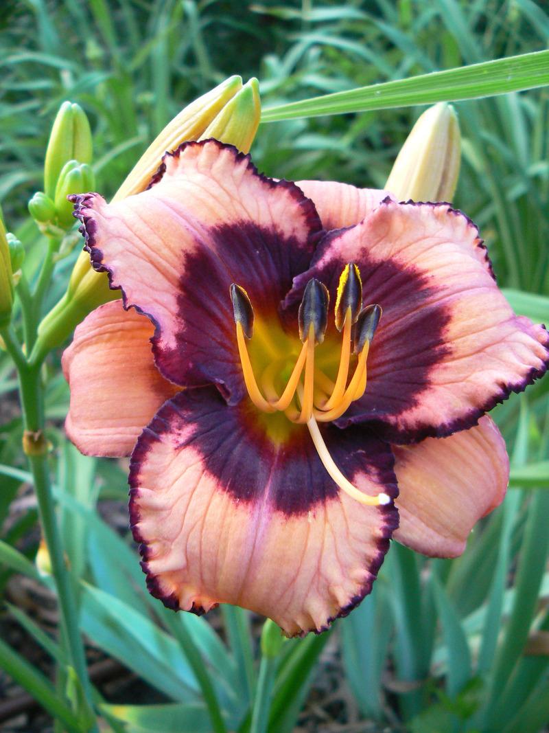 Photo of Daylily (Hemerocallis 'Courting Trouble') uploaded by annred97