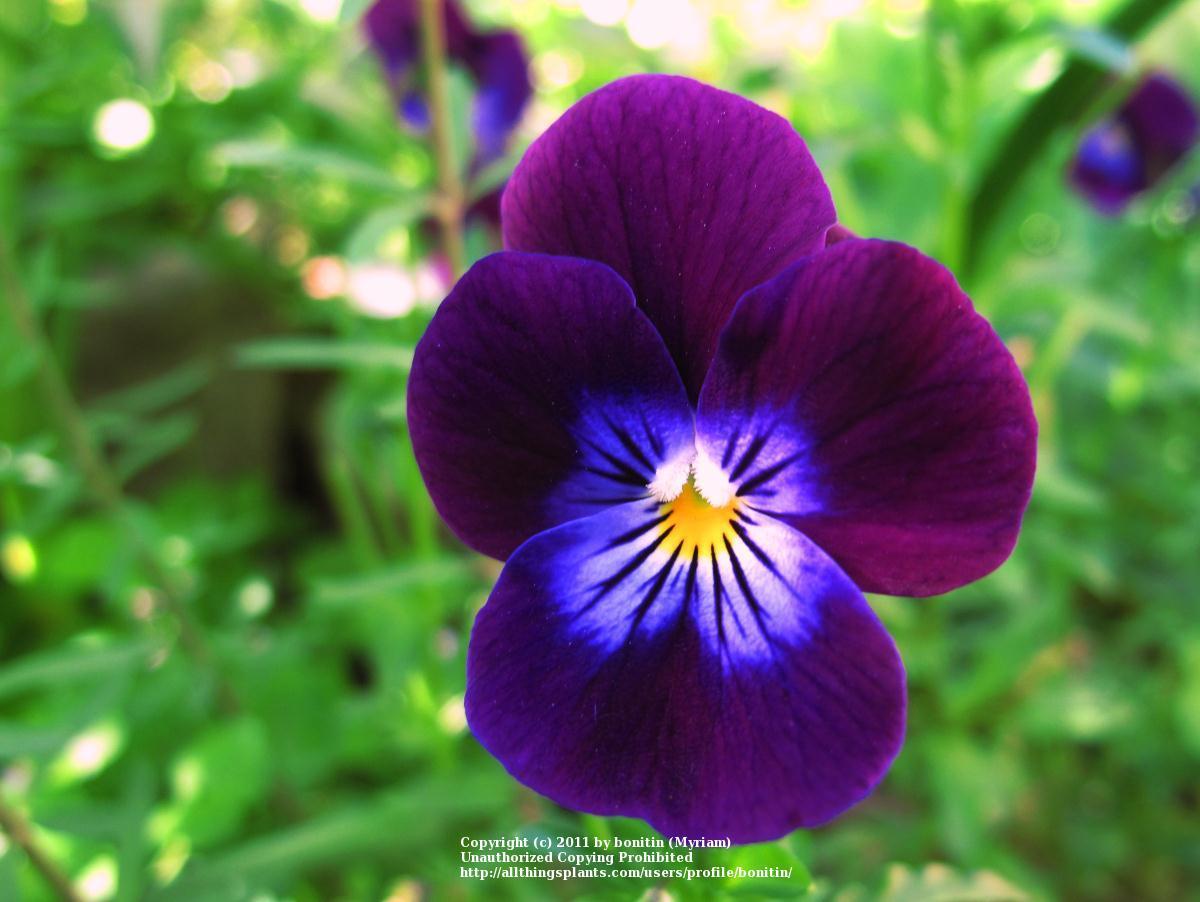Photo of Horned Violet (Viola cornuta 'King Henry') uploaded by bonitin