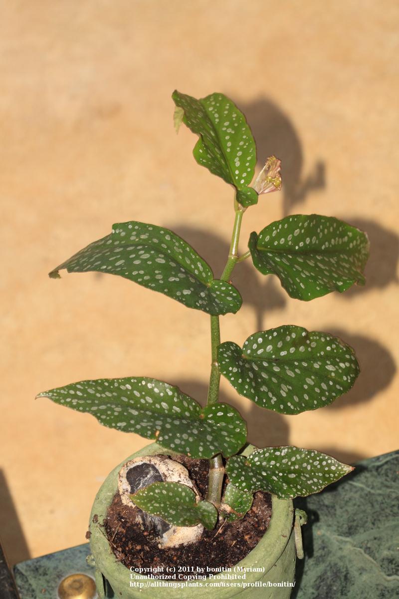 Photo of Polka Dot Begonia (Begonia maculata) uploaded by bonitin