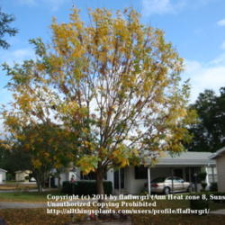 Location: zone 8/9 Lake City, Fl.
Date: 2011-11-16
2 weeks later the tree is almost bare