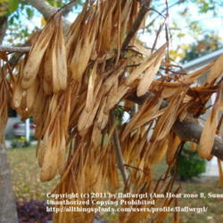 Location: zone 8/9 Lake City, Fl.
Date: 2011-11-16
masses of seeds on tree