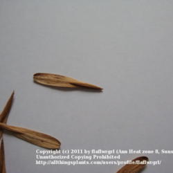Location: zone 8/9 Lake City, Fl.
Date: 2011-11-16
close up - you can see the actual seed attached to the wing