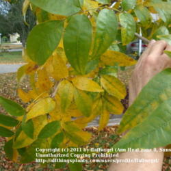Location: zone 8/9 Lake City, Fl.
Date: 2011-11-16
leaves both green & yellow about to drop