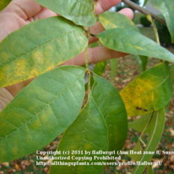 Location: zone 8/9 Lake City, Fl.
Date: 2011-11-16
close up of leaves