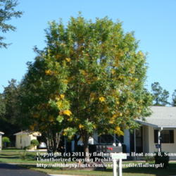 Location: zone 8/9 Lake City, Fl.
Date: 2011-10-30
Beginning to turn yellow for fall