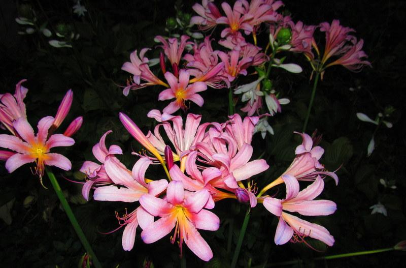Photo of Surprise Lily (Lycoris squamigera) uploaded by jmorth