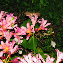 Location: central Illinois
Date: 2011-08-07
note the Hummingbird Moth
