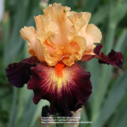 Location: My Garden, Arvada, Colorado
Date: June
purchased at Iris4u in Denver