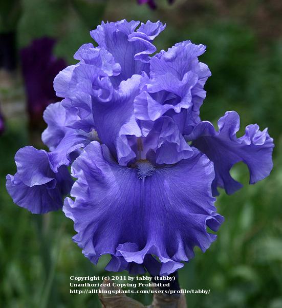 Photo of Tall Bearded Iris (Iris 'Yaquina Blue') uploaded by tabby