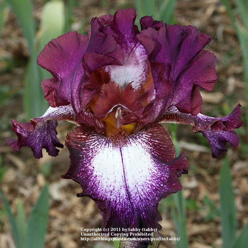 Photo of Tall Bearded Iris (Iris 'Tennison Ridge') uploaded by tabby
