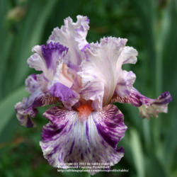 Location: My Garden, Arvada, Colorado
Date: june
purchased at Iris4u in Denver
