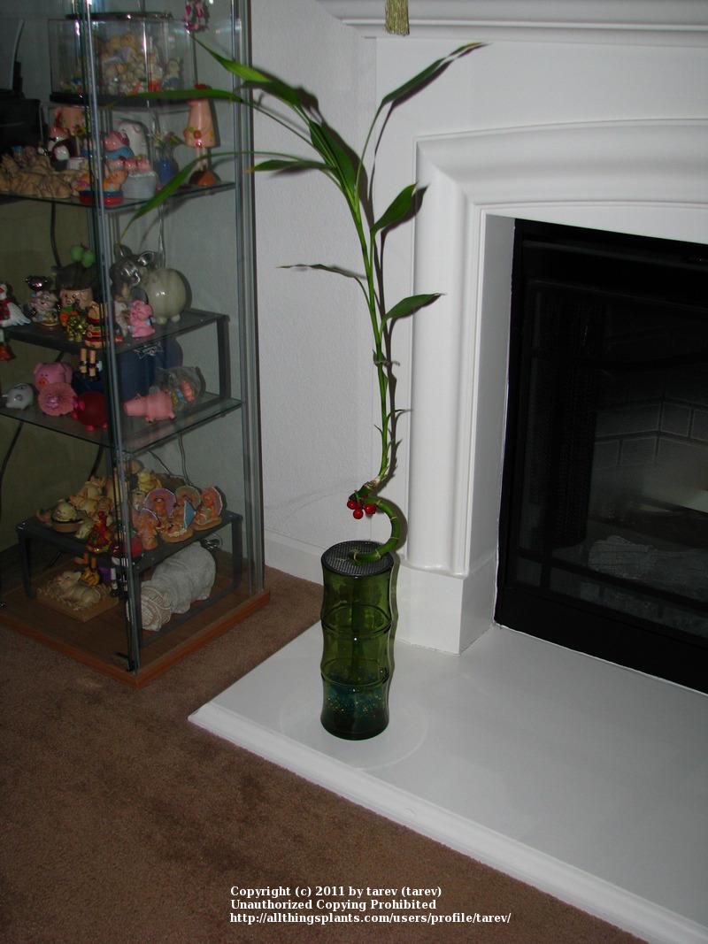 Photo of Lucky Bamboo (Dracaena sanderiana) uploaded by tarev