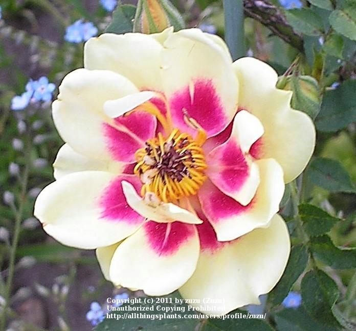 Photo of Rose (Rosa 'Persian Light') uploaded by zuzu
