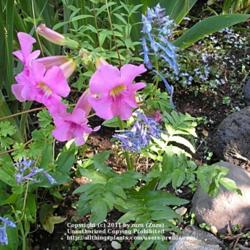 Location: In my Northern California garden
Date: 2005-05-23