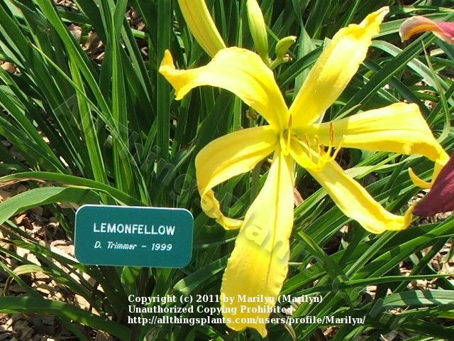 Photo of Daylily (Hemerocallis 'Lemonfellow') uploaded by Marilyn