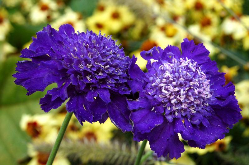 Photo of Pincushion Flower (Scabiosa 'Ultra Violet') uploaded by NJBob