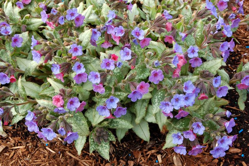 Photo of Lungwort (Pulmonaria 'Silver Shimmers') uploaded by NJBob