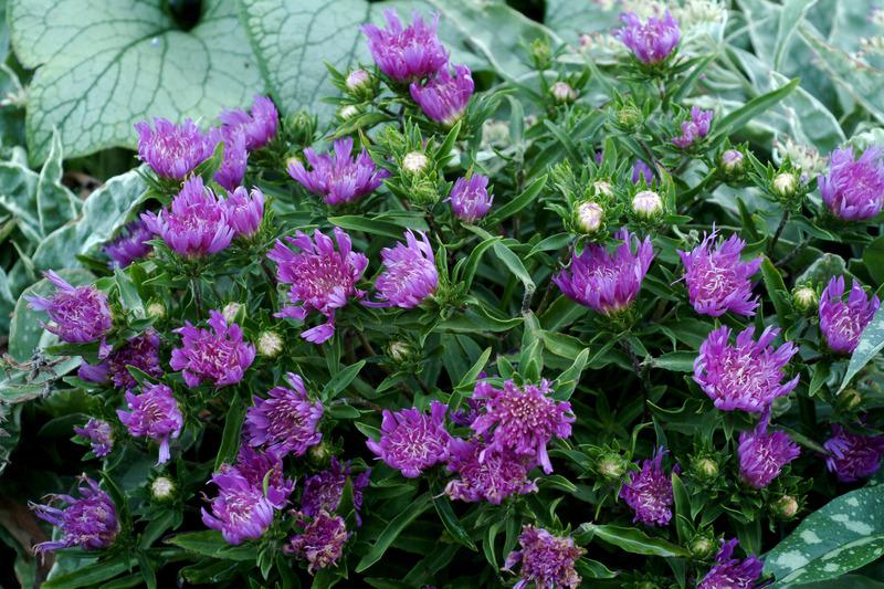 Photo of Stokes' Aster (Stokesia laevis 'Purple Pixie') uploaded by NJBob