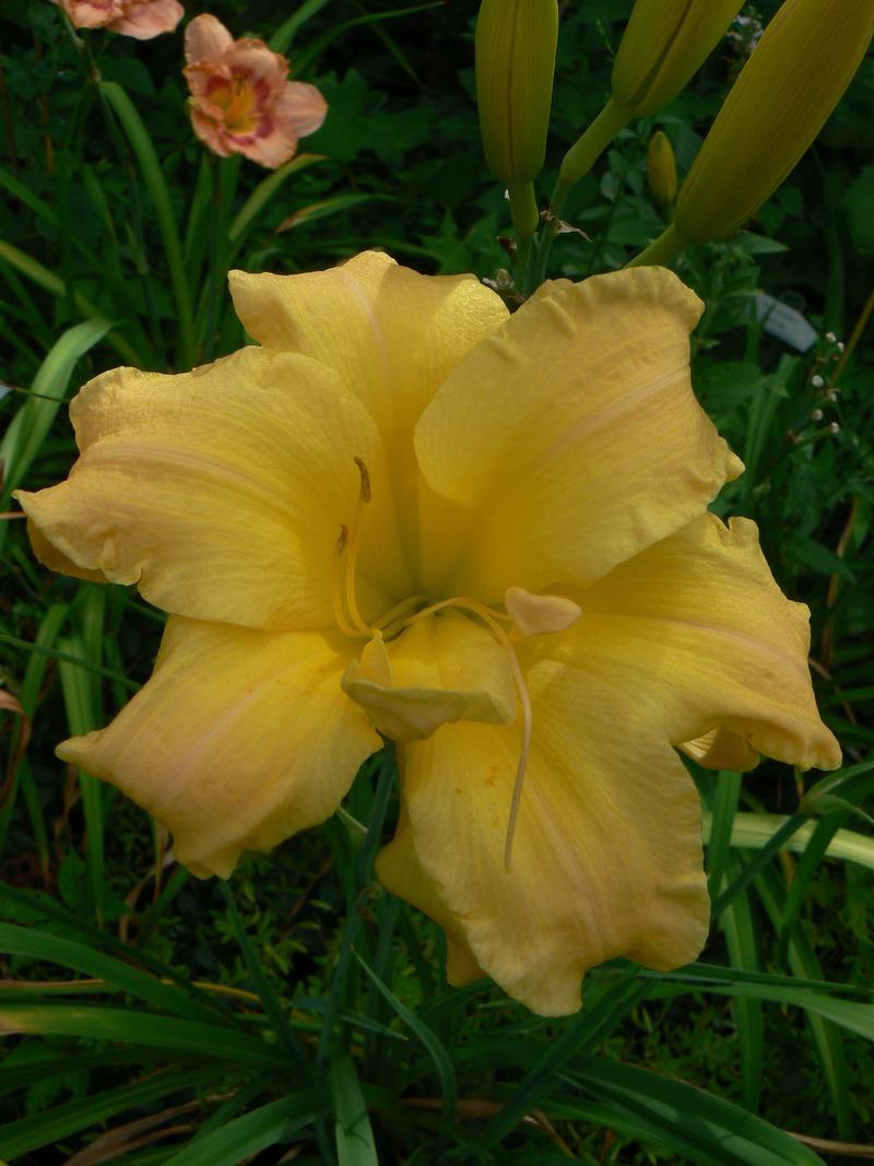Photo of Daylily (Hemerocallis 'Double Peacemaker') uploaded by annred97