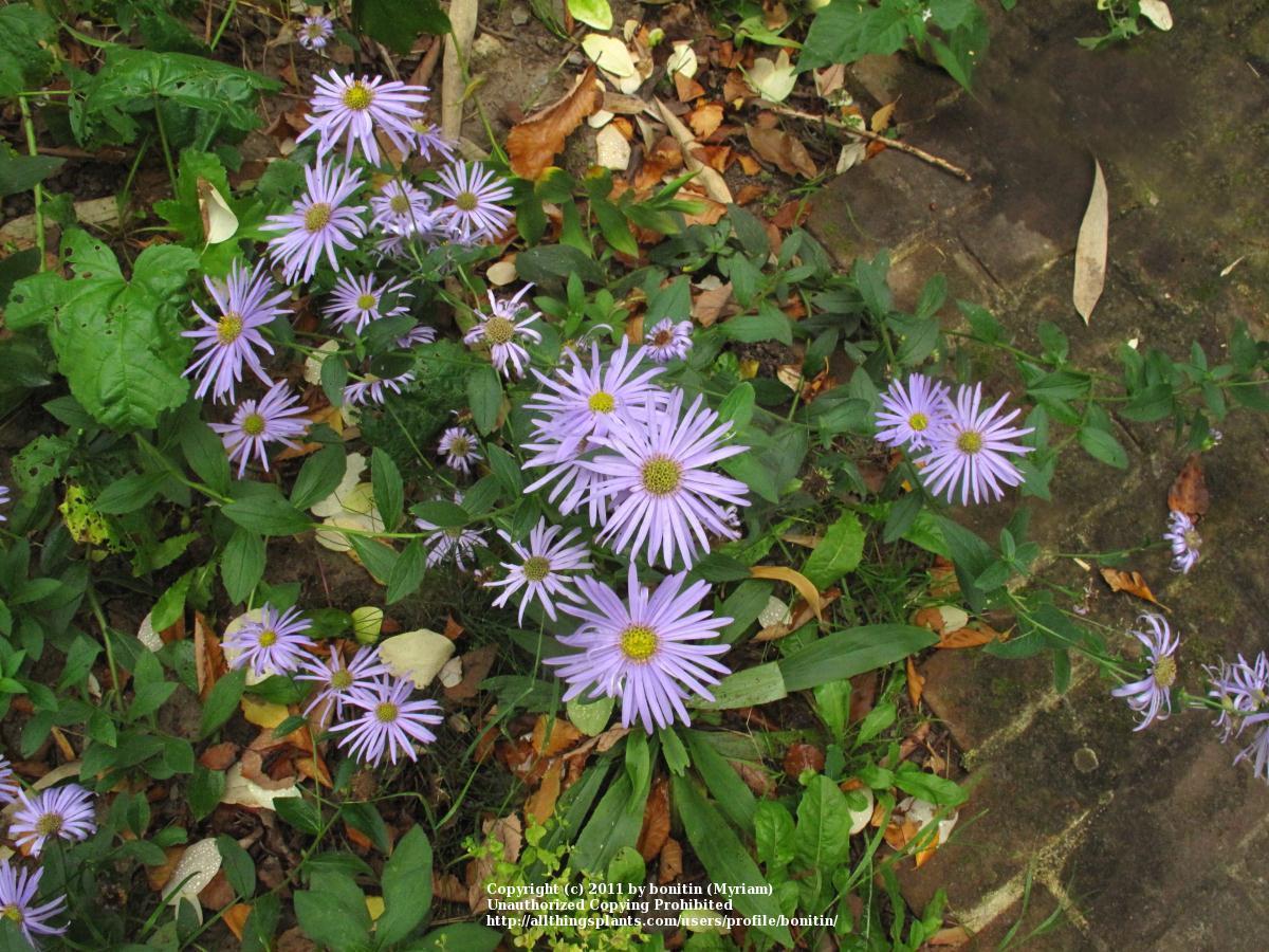Photo of Aster (Aster x frikartii 'Monch') uploaded by bonitin