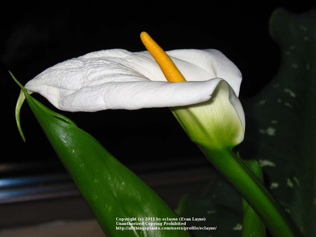 Photo of Calla Lily (Zantedeschia aethiopica 'White Giant') uploaded by eclayne