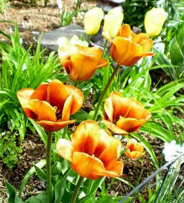 Photo of Tulip (Tulipa 'Cairo') uploaded by ge1836