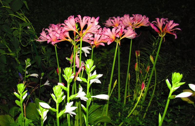 Photo of Surprise Lily (Lycoris squamigera) uploaded by jmorth