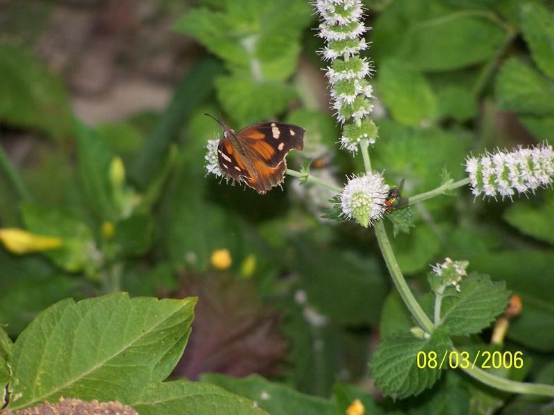 Photo of Spearmint (Mentha spicata) uploaded by jmorth