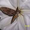 Hummingbird Moth 'getting into it'