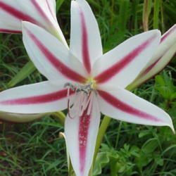 Location: North Carolina, USA
Date: June 11, 2007
Mature flower.