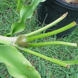 Location: North Carolina, USA
Date: August 8, 2006
Fruit developing. Notice the \"beaks\" extending above the fruits
