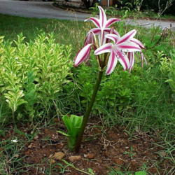 Location: North Carolina, USA
Date: July 13, 2009
This is a recently planted bulb in bloom.