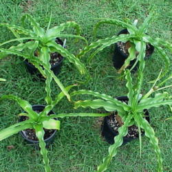 Location: North Carolina, USA
Date: August 8, 2006
Potted specimens showing characteristic undulate margins.