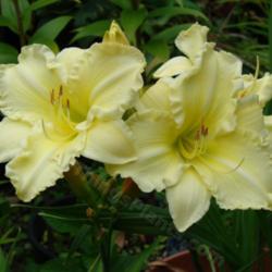 Location: Kalama, Wa
Date: 2009-07-13
Unknown, but absolutely loved this daylily. Sorry to say I lost i